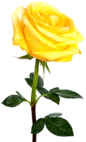 Dew Kissed Yellow Rose.png PNG image