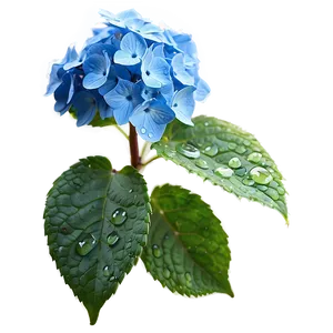 Dew On Hydrangea Png Rom PNG image