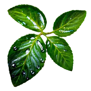 Dew On Leaves PNG Phu89