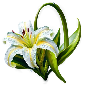 Dew On Lily Flower PNG 23