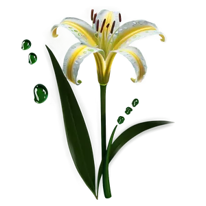 Dew On Lily Flower PNG Iis