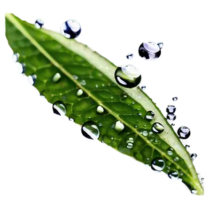 Dewdrop On Leaf Water Png 99 PNG image