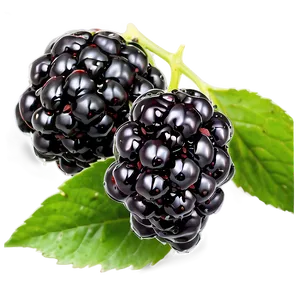 Dewy Blackberry Morning PNG 68