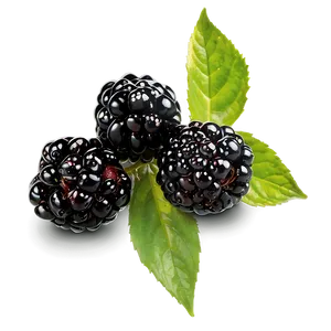 Dewy Blackberry Morning PNG Xlm17