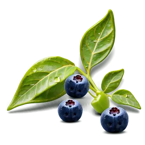 Dewy Blueberries Png Sqx65 PNG image