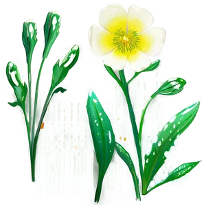 Dewy Buttercup Morning PNG Oup PNG