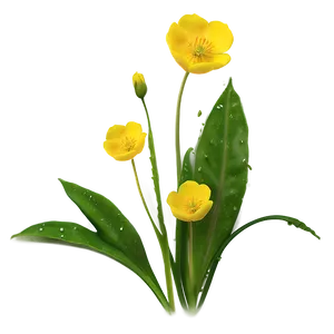 Dewy Buttercup Morning PNG Wco92 PNG