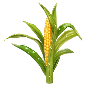 Dewy Corn Stalk PNG 49