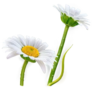 Dewy Daisy Png Frt PNG image