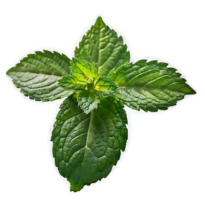 Dewy Mint Leaf PNG Ioi96