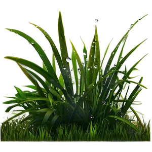 Dewy Morning Grass PNG Bka35