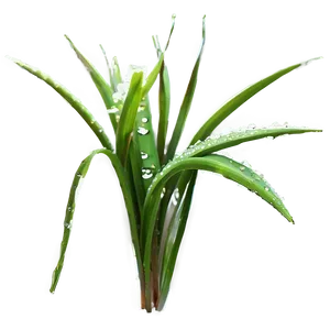 Dewy Morning Grass Png Fgn PNG image