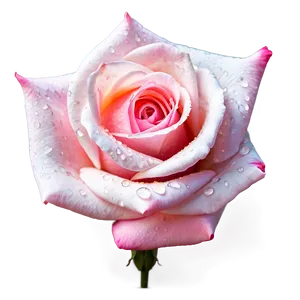 Dewy Pink Rose PNG 16