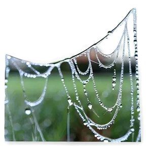 Dewy Spider Web Morning PNG image