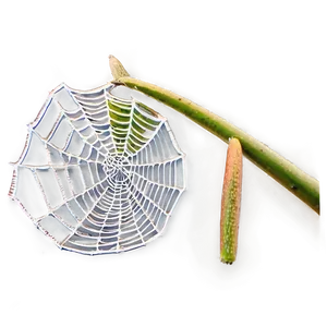 Dewy Spider Webon Branch