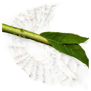 Dewy Spider Webon Leaf PNG image