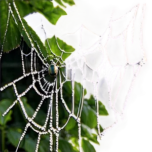 Dewy Spider Webwith Spider