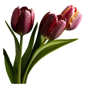 Dewy Tulip Png Bqq PNG image