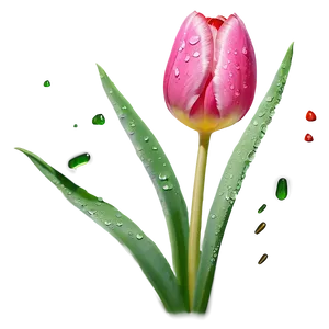 Dewy Tulip Png Omo6 PNG image