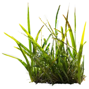 Dewy Wild Grass Morning Png 38 PNG image