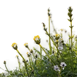 Dewy Wildflowers At Dawn PNG 06202024 PNG