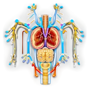 Digestive System Process PNG Dle