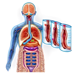 Digestive System Process PNG Hvs