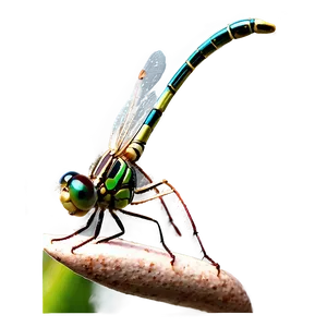 Digital Dragonfly PNG 05212024 PNG