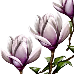 Digital Magnolia Flower Art PNG 06252024 PNG