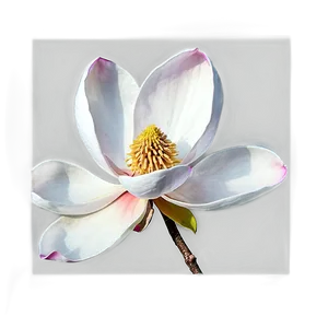 Digital Magnolia Flower Art PNG Ckw PNG