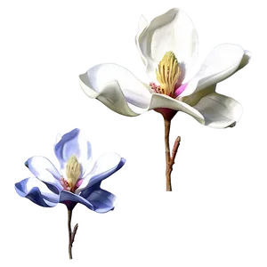 Digital Magnolia Flower Art Png Nkf PNG image