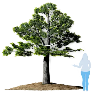 Digital Tree Elevation Png 06262024 PNG image