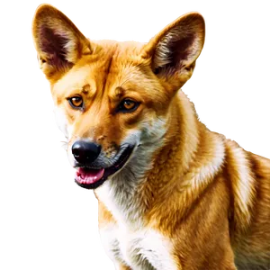 Dingo B