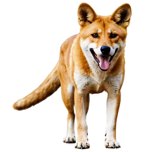 Dingo Conservation Image PNG 41 PNG