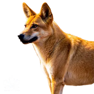 Dingo Conservation Image PNG 50 PNG