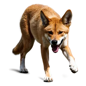 Dingo Eating Illustration Png Qxp PNG image