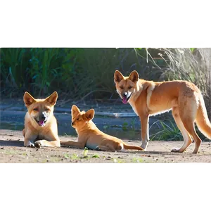 Dingo Family Life PNG Lsi71 PNG