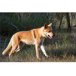Dingo Hunting Techniques PNG Mvy PNG