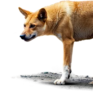 Dingo In Brushland PNG Fkk