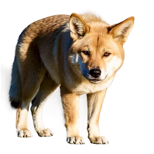 Dingo In Shade PNG 06202024