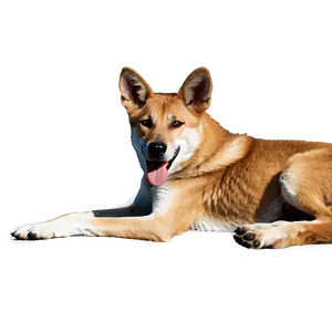 Dingo In Shade PNG Xnv