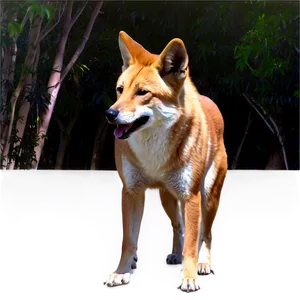 Dingo Wildlife Photo Png 06202024 PNG image