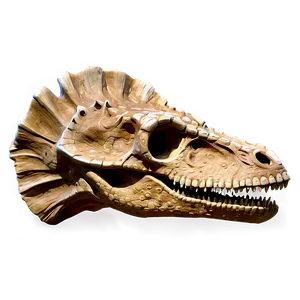 Dinosaur Head Fossil PNG 2