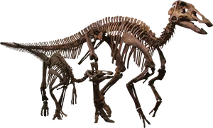 Dinosaur Skeleton Exhibit.png PNG image