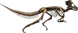 Dinosaur Skeleton Profile PNG image