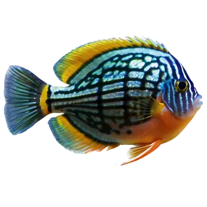 Discus Fish Transparent PNG Olj