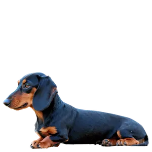 Disheartened Doxie PNG Bgx66 PNG