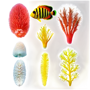 Diverse Coral Species PNG Ooh