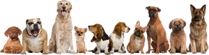 Diverse Dog Breeds Lineup PNG