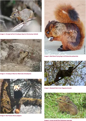 Diverse_ Squirrel_ Species_ Collage PNG image